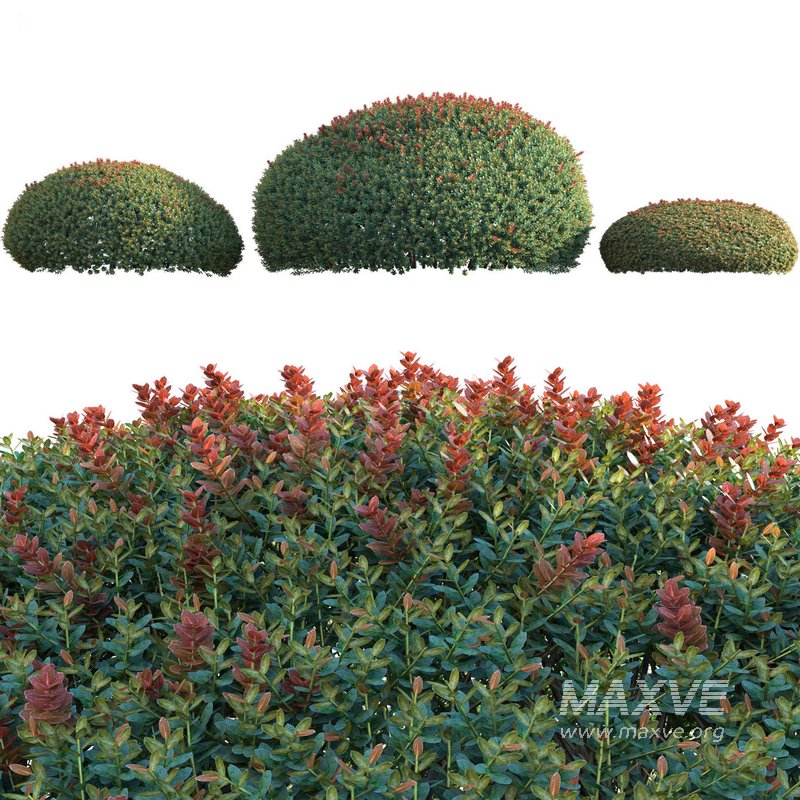 Ilex crenata Box Leaved Holly Japanese Holly 02 - Image 2