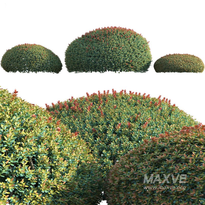 Ilex crenata Box Leaved Holly Japanese Holly 02 - Image 3