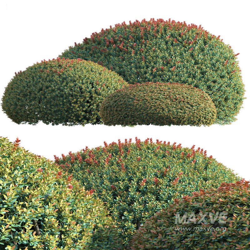 Ilex crenata Box Leaved Holly Japanese Holly 02 - Image 4