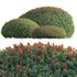 Ilex crenata Box Leaved Holly Japanese Holly 02 - Thumbnail 5