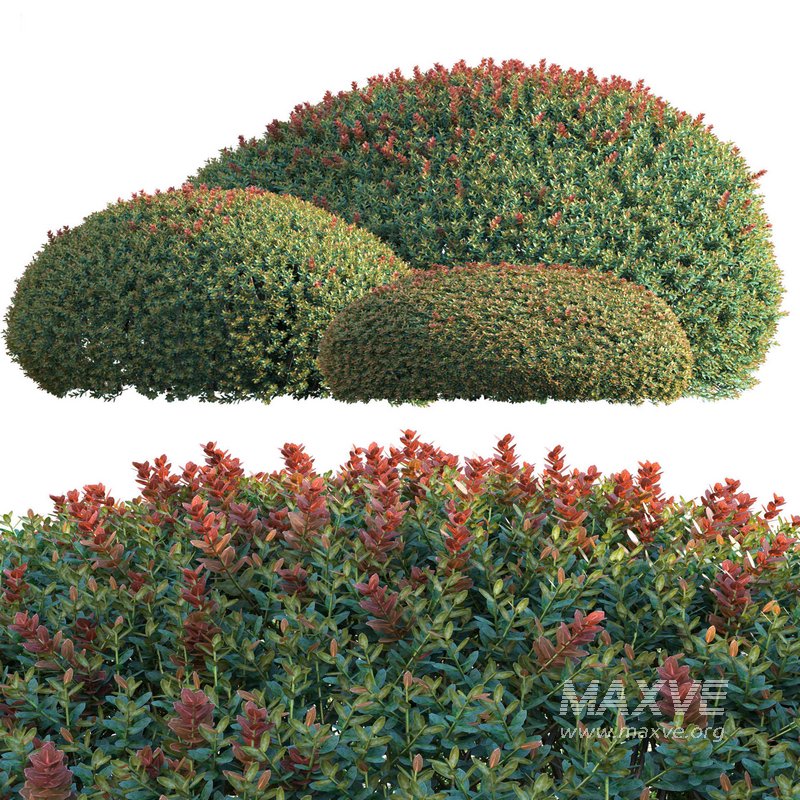 Ilex crenata Box Leaved Holly Japanese Holly 02 - Image 5