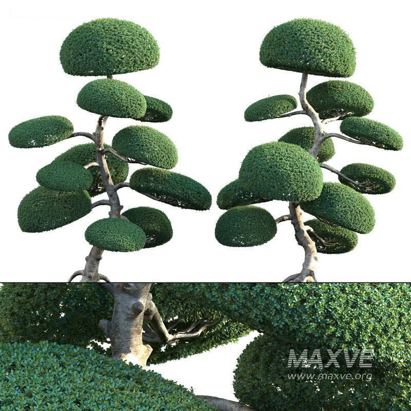 Ilex crenata – Box Leaved Holly – Japanese Holly – 04 - Image 1