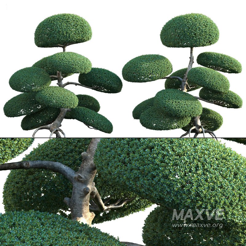 Ilex crenata – Box Leaved Holly – Japanese Holly – 05 - Image 1