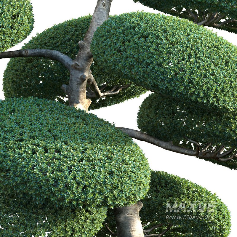 Ilex crenata – Box Leaved Holly – Japanese Holly – 05 - Image 2