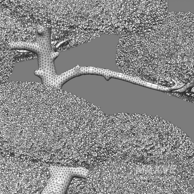 Ilex crenata – Box Leaved Holly – Japanese Holly – 04 - Image 3