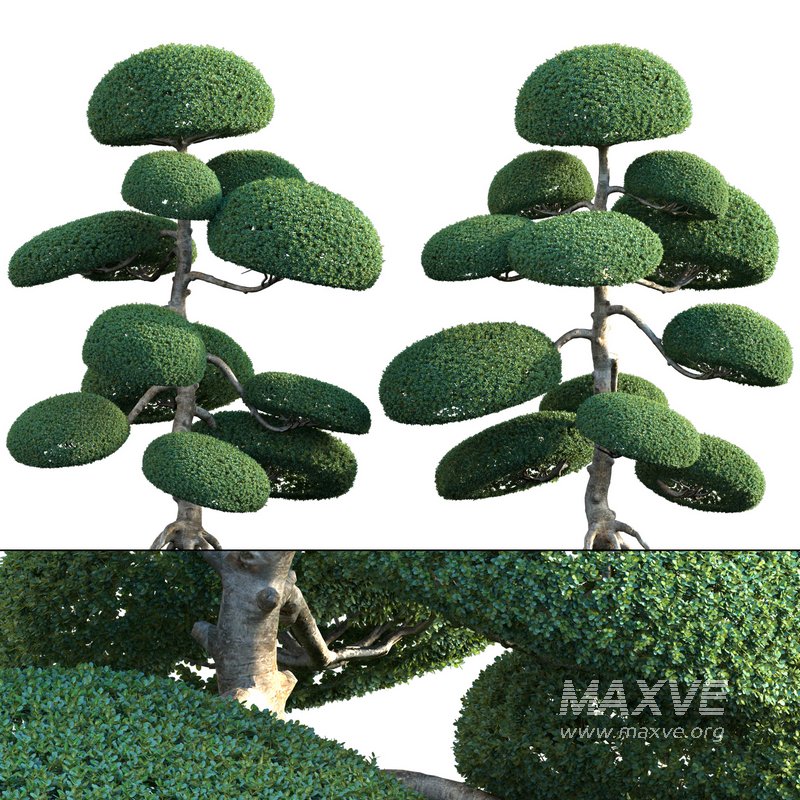 Ilex crenata – Box Leaved Holly – Japanese Holly – 03 - Image 1