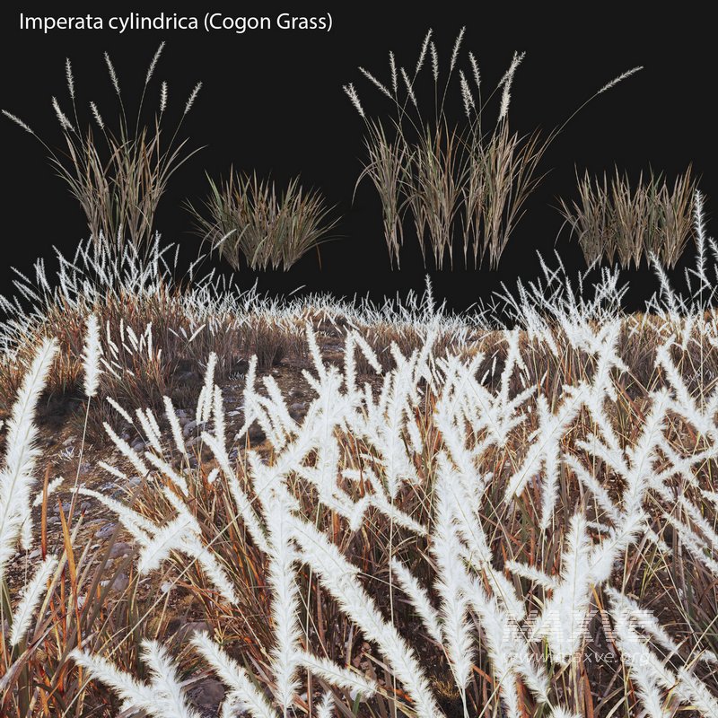Imperata cylindrica – Cogon Grass 03 - Image 1