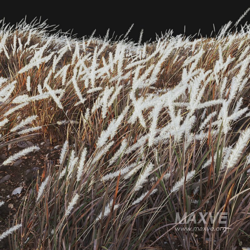 Imperata cylindrica – Cogon Grass 03 - Image 3