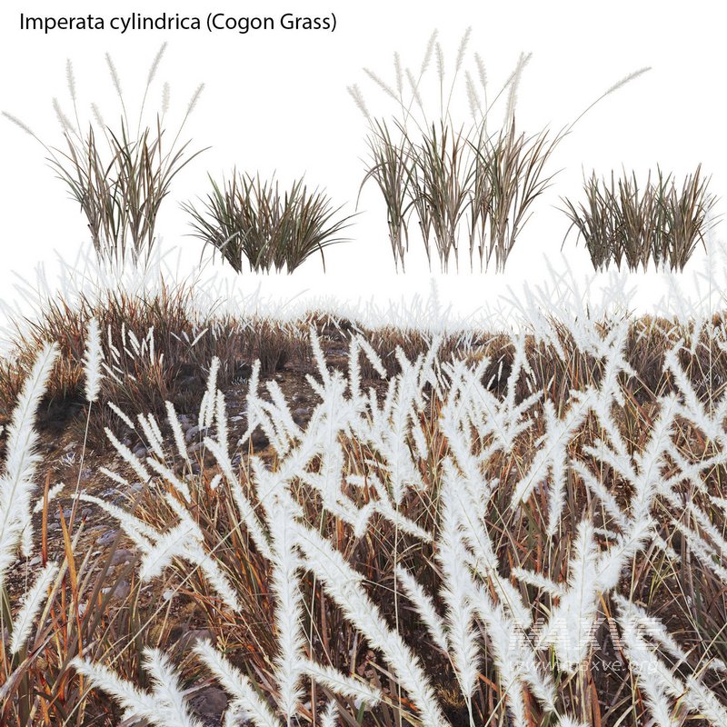Imperata cylindrica – Cogon Grass 03 - Image 2