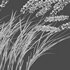 Imperata cylindrica – Cogon Grass 03 - Thumbnail 5