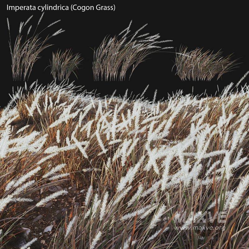 Imperata cylindrica – Cogon Grass 04 - Image 1