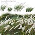 Imperata cylindrica – Cogon Grass 02 - Thumbnail 2