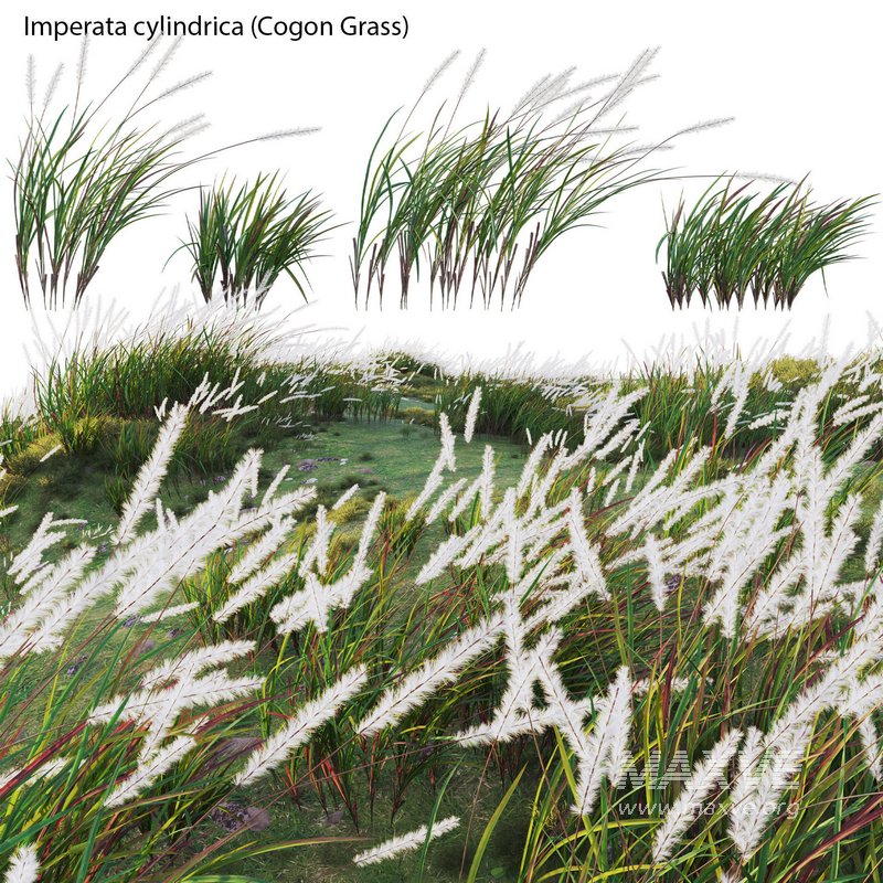 Imperata cylindrica – Cogon Grass 02 - Image 2