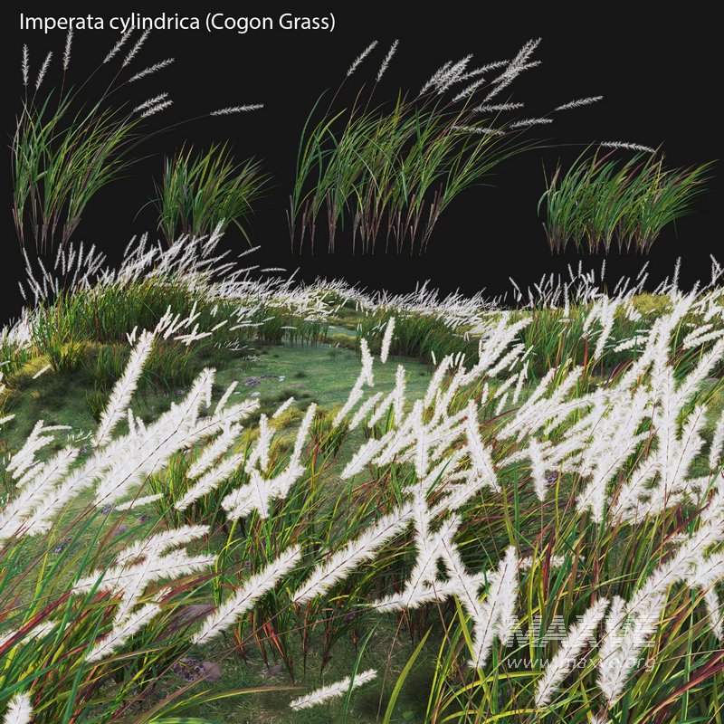 Imperata cylindrica – Cogon Grass 02 - Image 1