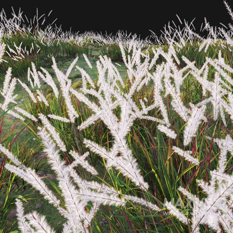 Imperata cylindrica – Cogon Grass 02 - Image 4