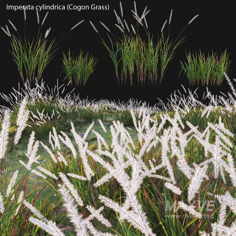 Imperata cylindrica – Cogon Grass - Image 2