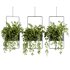 Indoorplants-Hanging plants set-75 - Thumbnail 1