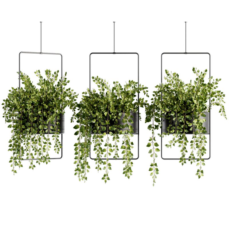 Indoorplants-Hanging plants set-75 - Image 1