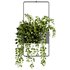 Indoorplants-Hanging plants set-75 - Thumbnail 3