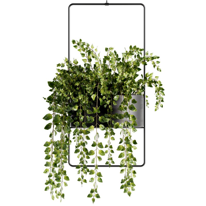 Indoorplants-Hanging plants set-75 - Image 3