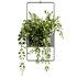 Indoorplants-Hanging plants set-75 - Thumbnail 2