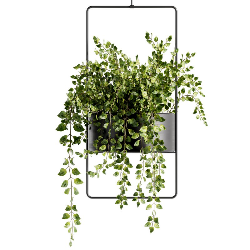 Indoorplants-Hanging plants set-75 - Image 2