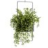 Indoorplants-Hanging plants set-75 - Thumbnail 4