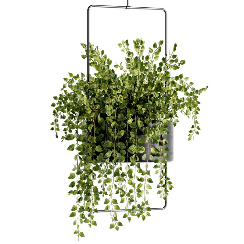Indoorplants-Hanging plants set-75 - Image 4