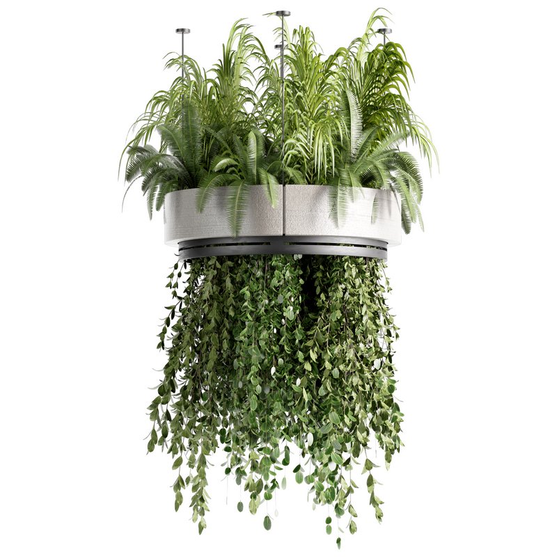 Indoorplants-Hanging plants set-77 - Image 2