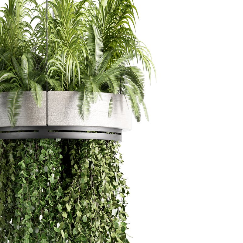 Indoorplants-Hanging plants set-77 - Image 4