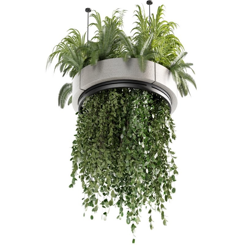 Indoorplants-Hanging plants set-77 - Image 3