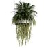 Indoorplants-Hanging plants set-78 - Thumbnail 6