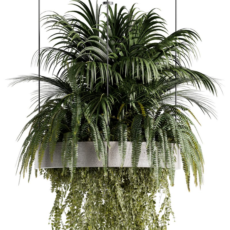 Indoorplants-Hanging plants set-78 - Image 2
