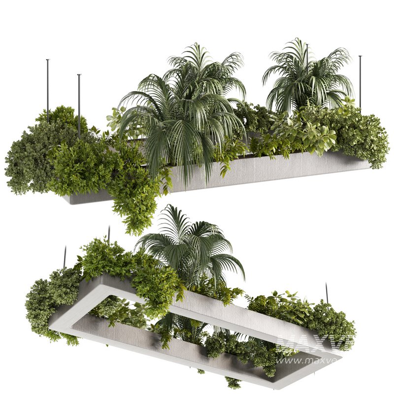 Indoorplants-Hanging plants set-80 - Image 1
