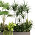 indoorplants-plants in Boxset147 - Thumbnail 4