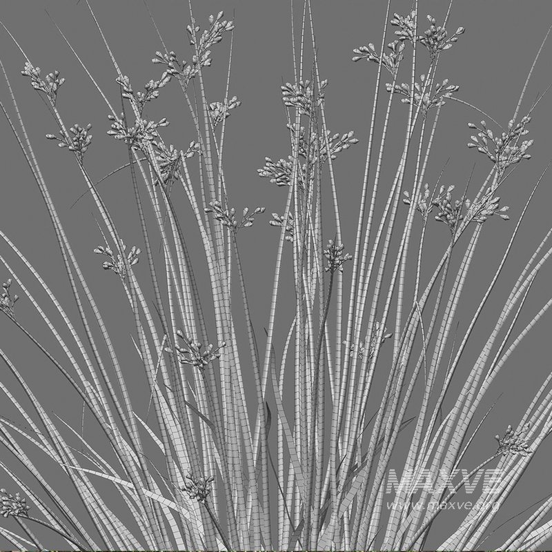 Juncus effusus – Common Rush 02 - Image 4