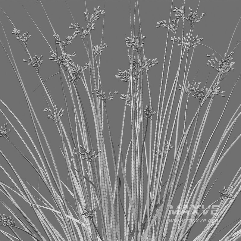 Juncus effusus – Common Rush - Image 4