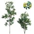 Lemonwood Tree – Pittosporum eugenioides 03 - Thumbnail 1