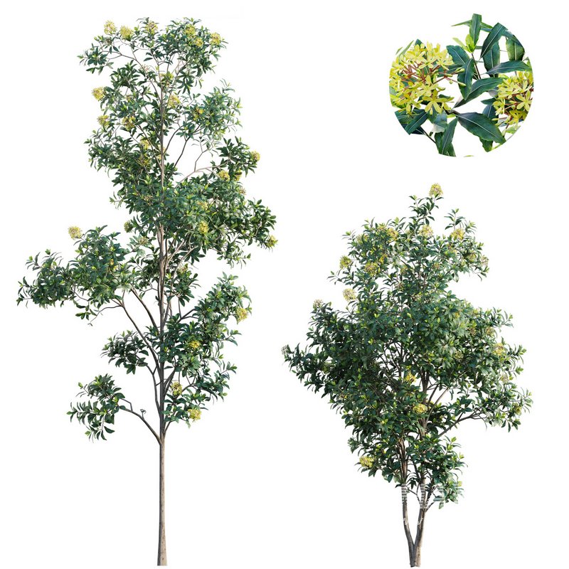 Lemonwood Tree – Pittosporum eugenioides 03 - Image 1
