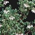 Arctostaphylos glauca ?C Big Berry Manzanita 03 - Thumbnail 4