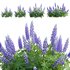 Lupinus Persian Slipper - Thumbnail 1