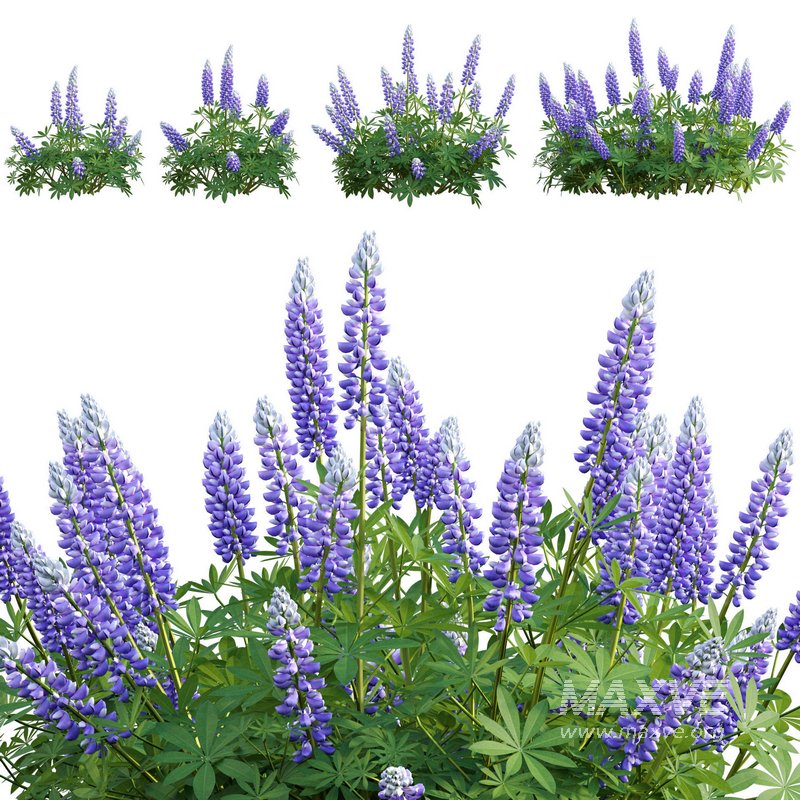 Lupinus Persian Slipper - Image 1