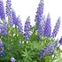 Lupinus Persian Slipper - Thumbnail 2