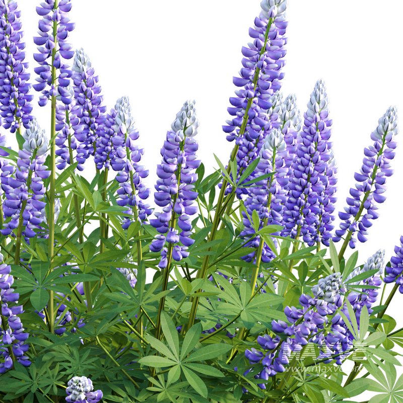 Lupinus Persian Slipper - Image 2