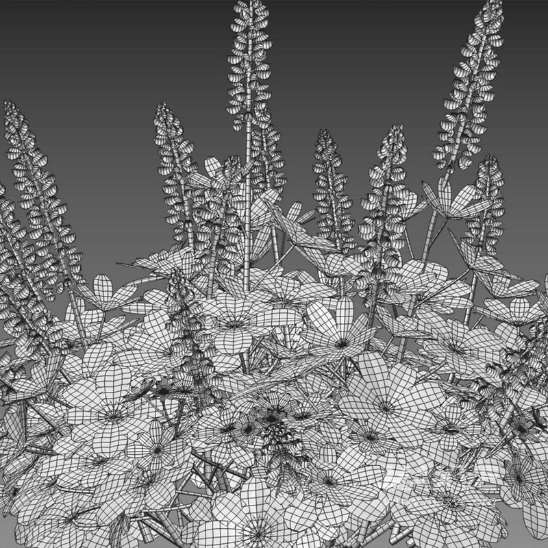 Lupinus Persian Slipper - Image 3