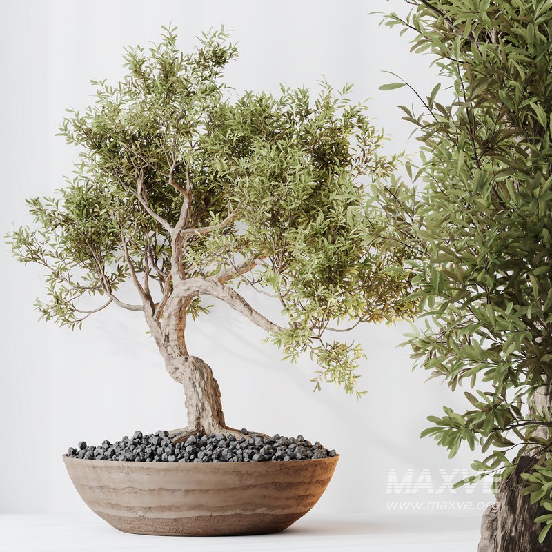 AV Indoor plants set 127 Mission Kalamata Leccino Arbequina Wilsonii Chemlali Olive Set - Image 8