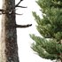 spruce tree004 - Thumbnail 3
