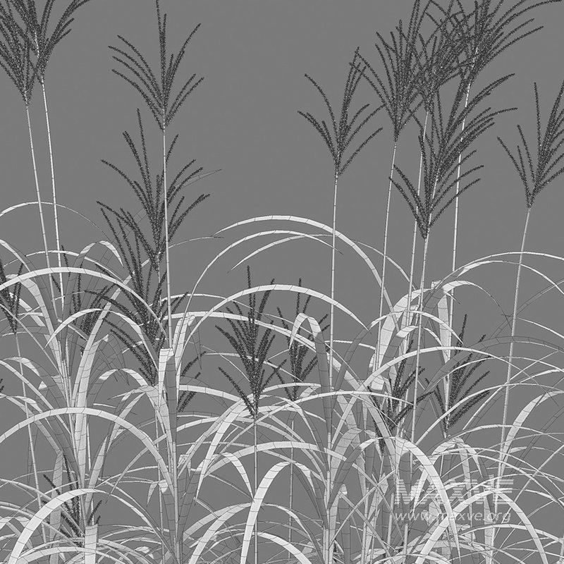 Miscanthus giganteus 02 - Image 4