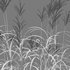 Miscanthus giganteus 01 - Thumbnail 4