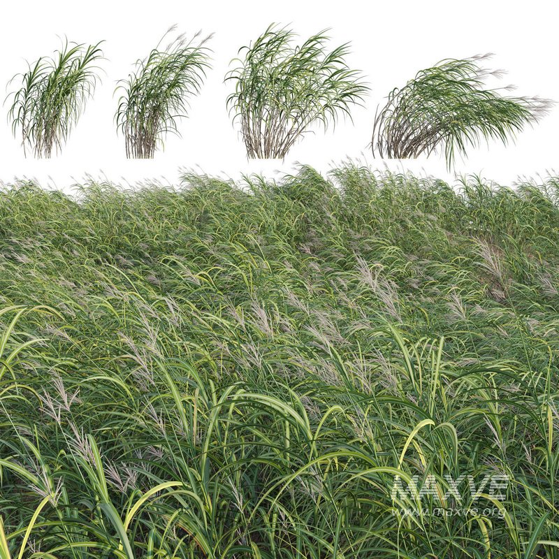 Miscanthus giganteus 02 - Image 1